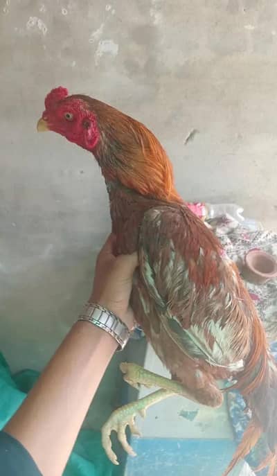 Mianwali Aseel
