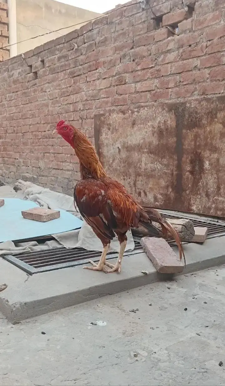 Mianwali Aseel — photo 2