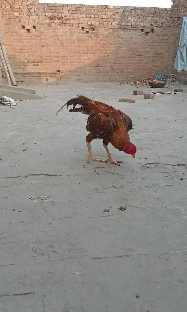 Mianwali Aseel — photo 3