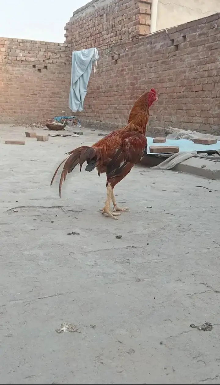 Mianwali Aseel — photo 4