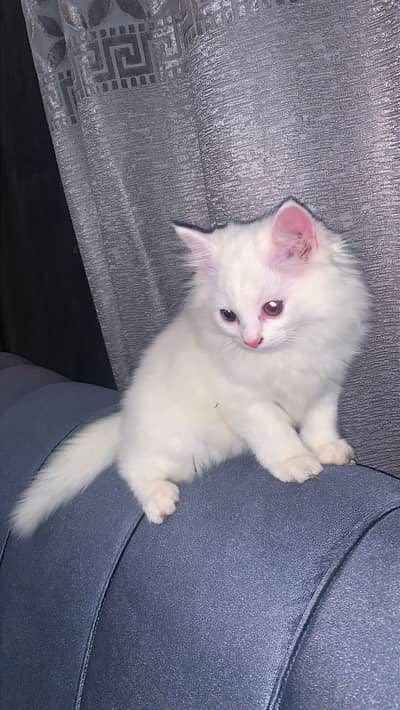 Kittens up for adoption