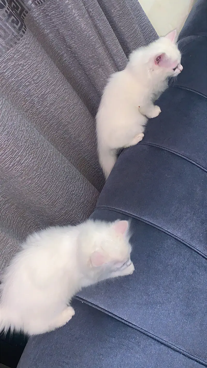Kittens up for adoption — photo 2