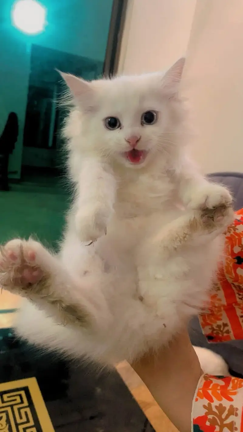 Kittens up for adoption — photo 3