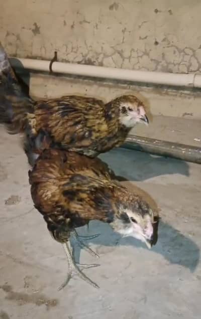 Americana breed,s male