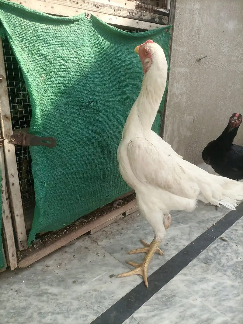 high quality shamo trayo — photo 3