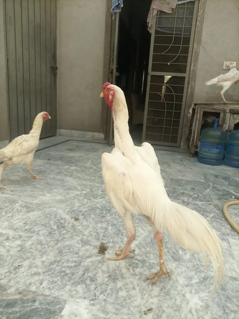 high quality shamo trayo — photo 4