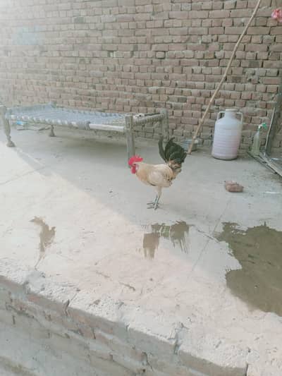 pure Desi home breed