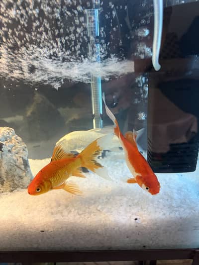Aquarium for sale totally new