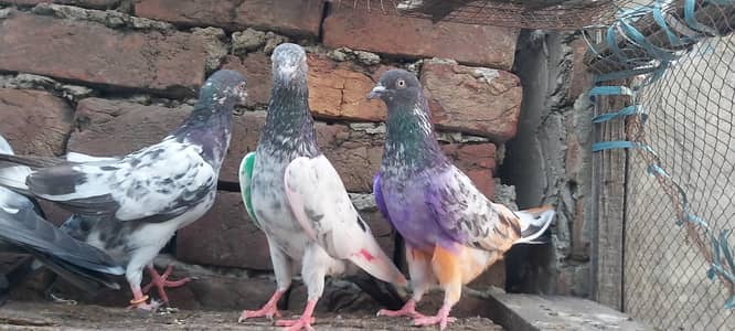 Vip 12 Young Parvazi Kabotar For Sale.