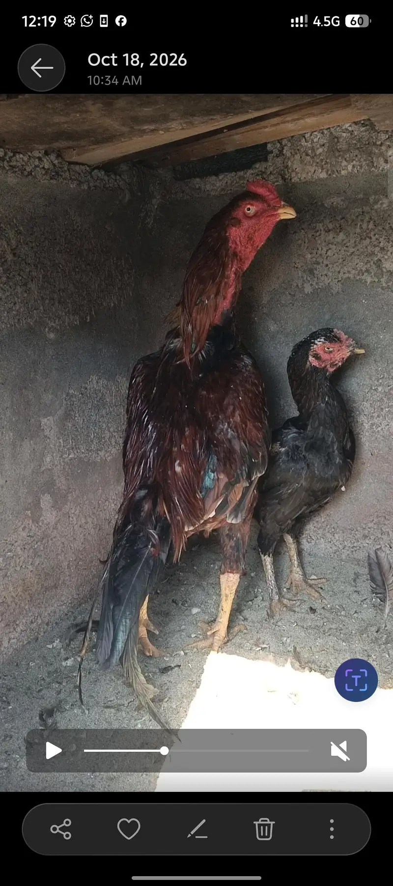 bot he achi mugra Mora wazan 26.27 location bhria enkul k pass — photo 2