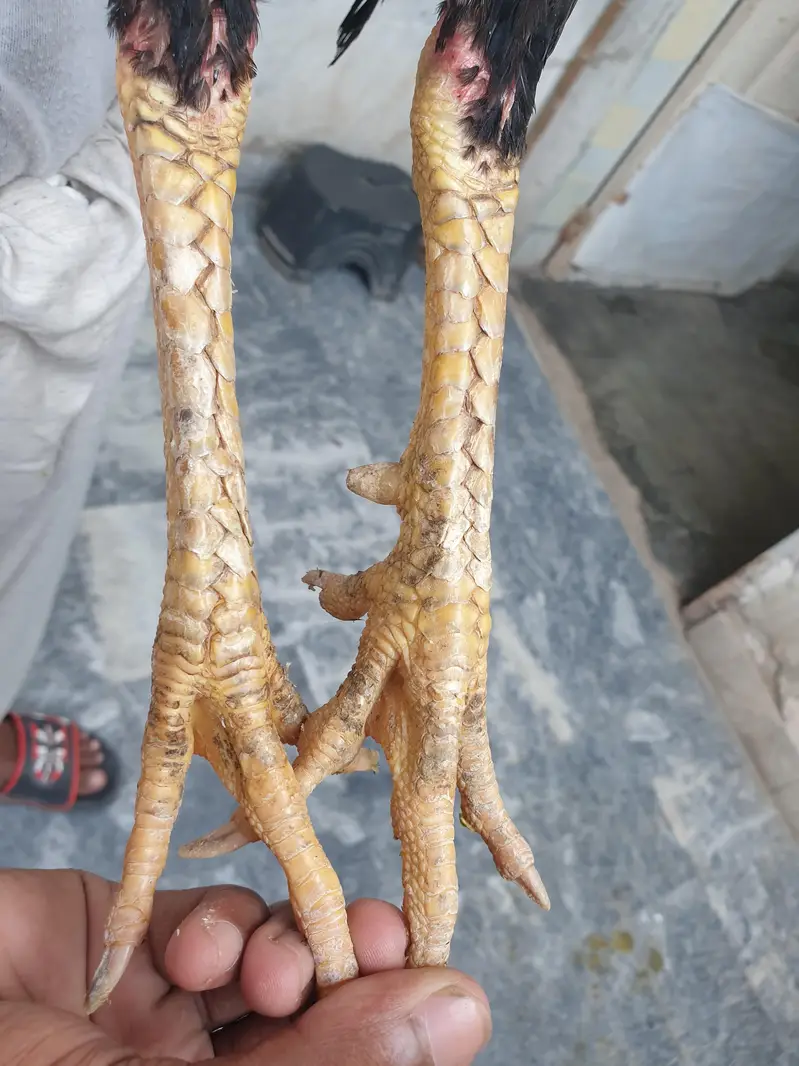 Burmi Pakoye | Thai | Aseel | — photo 2