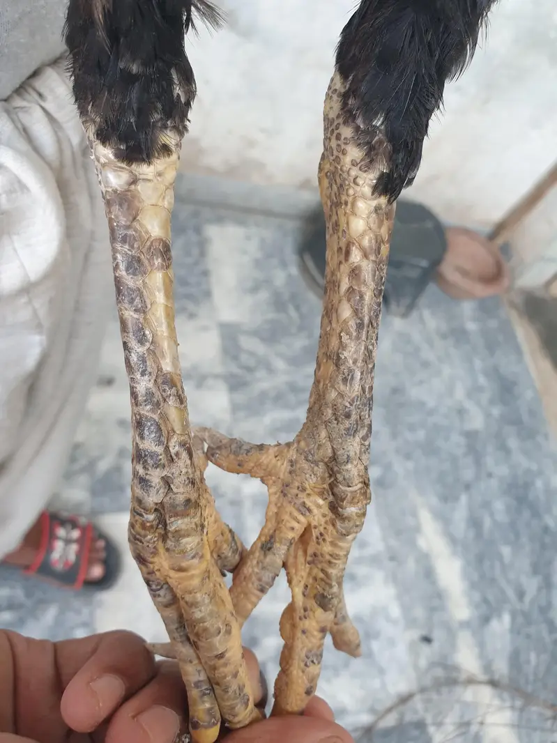 Burmi Pakoye | Thai | Aseel | — photo 8