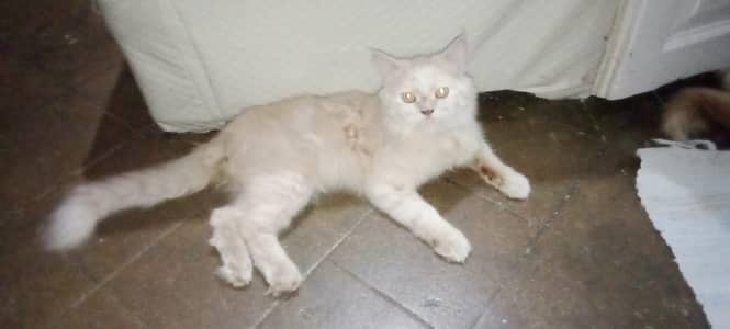 Male cat for sale