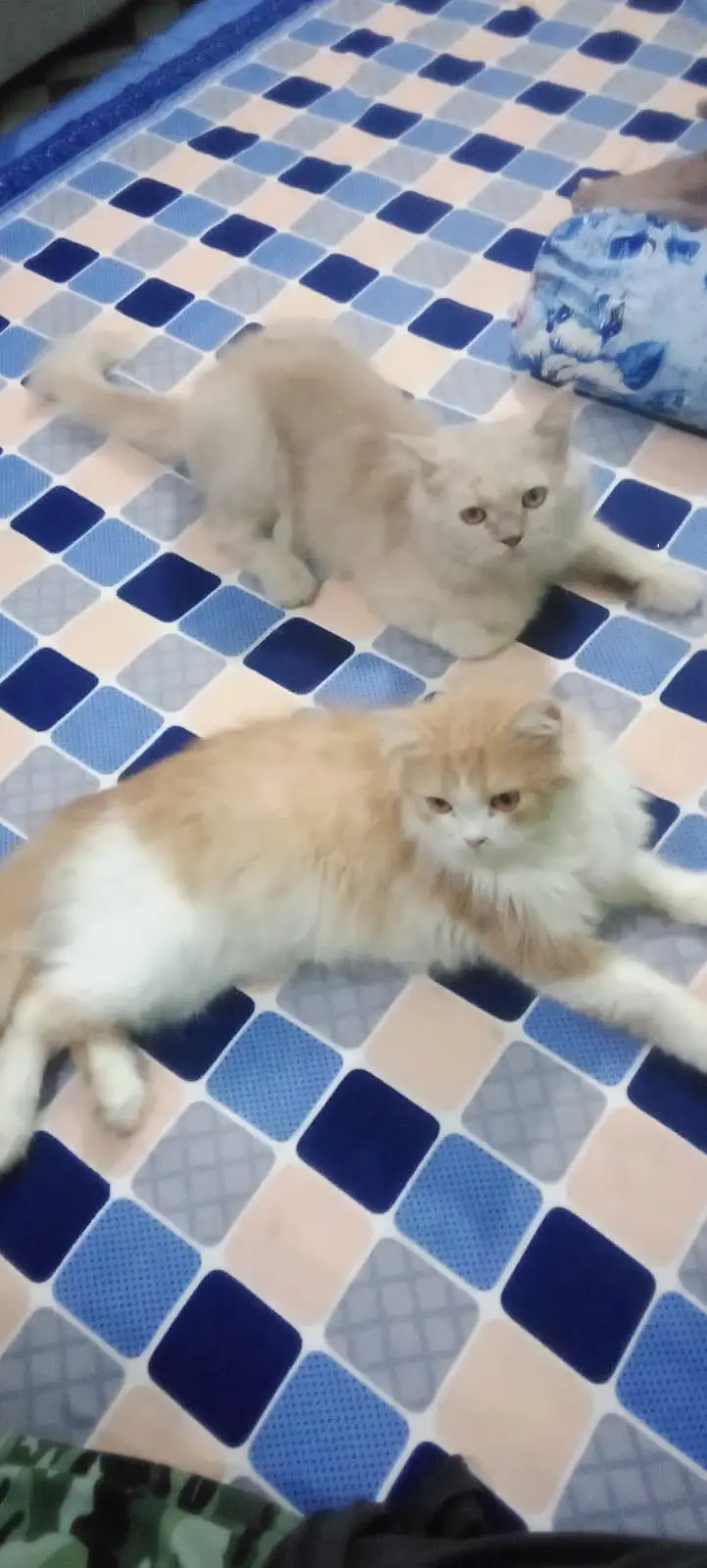 Male cat for sale — photo 2