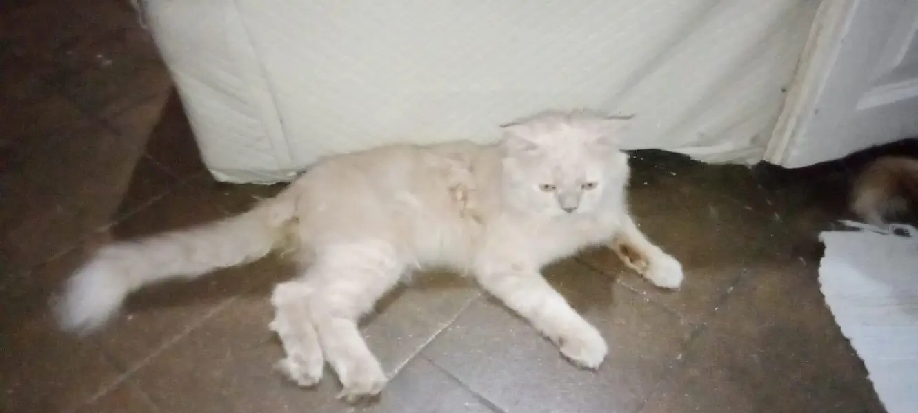 Male cat for sale — photo 3