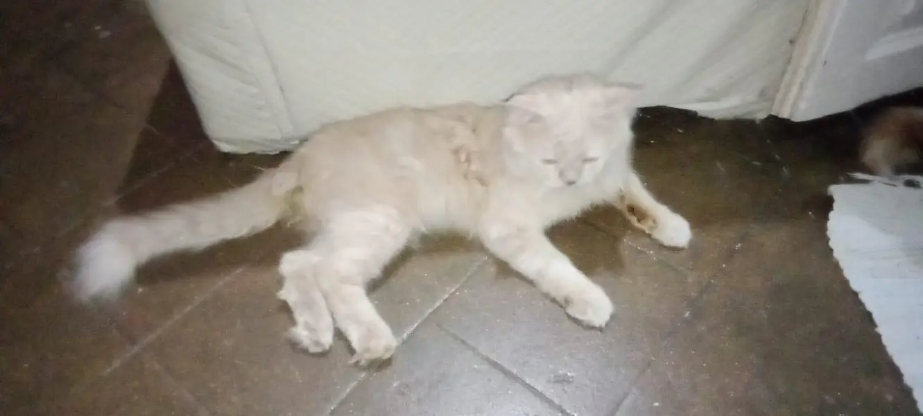 Male cat for sale — photo 4