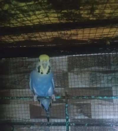 Budgies breeder pair