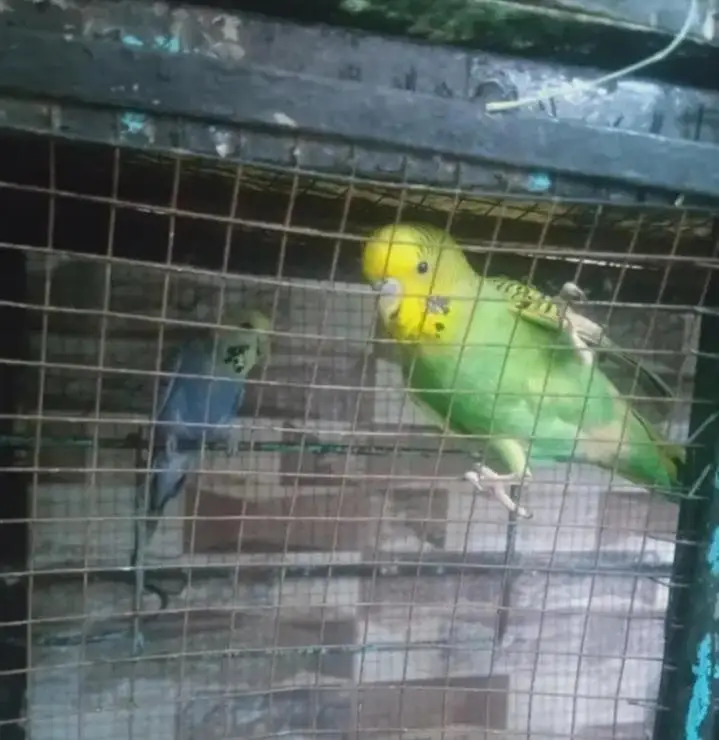 Budgies breeder pair — photo 2