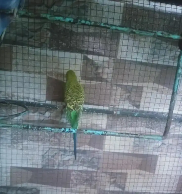 Budgies breeder pair — photo 3
