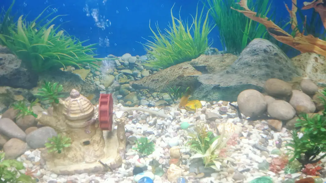 aquarium argent four sale — photo 3