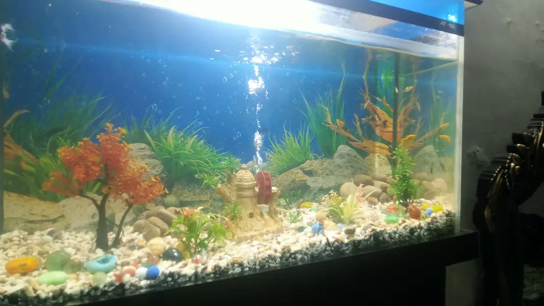 aquarium argent four sale — photo 5