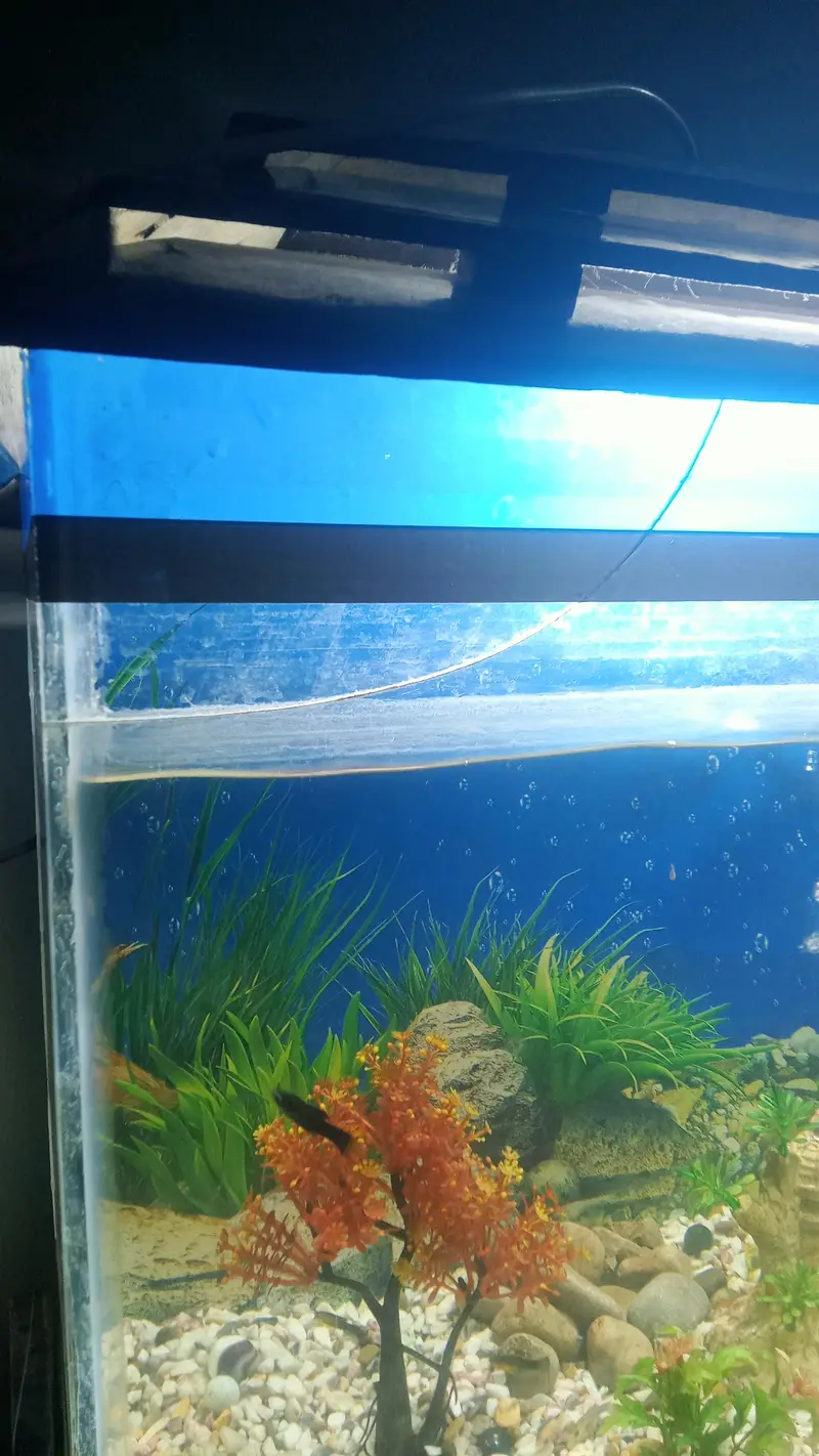 aquarium argent four sale — photo 6