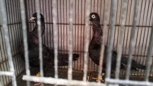 Swing neck pigeon