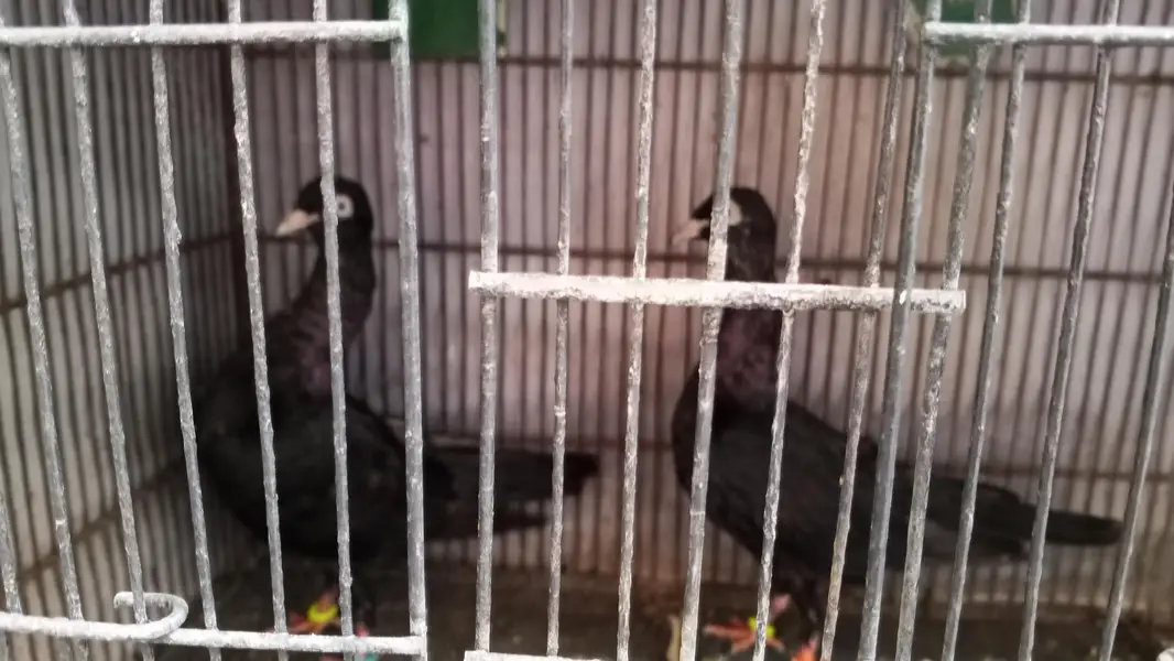 Swing neck pigeon — photo 2