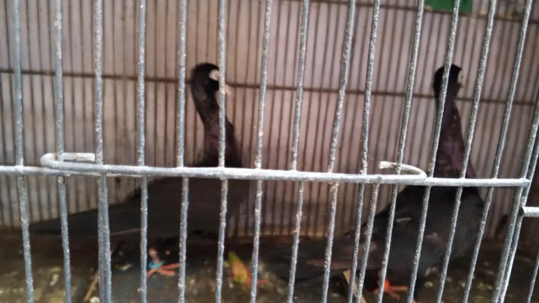 Swing neck pigeon — photo 3