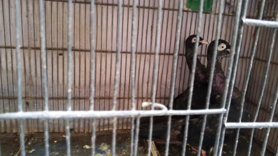 Swing neck pigeon — photo 4