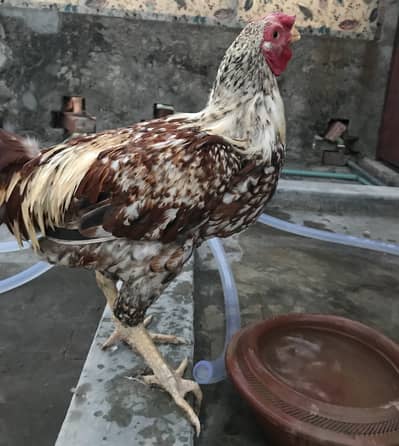 Aseel Murgha & Murghi Pair for Sale!