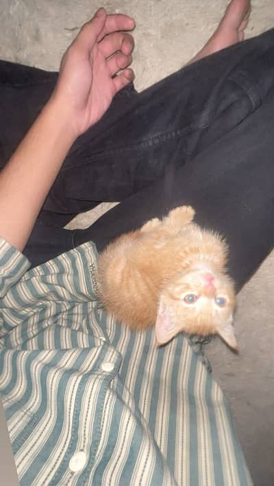 Golden Persian kitten
