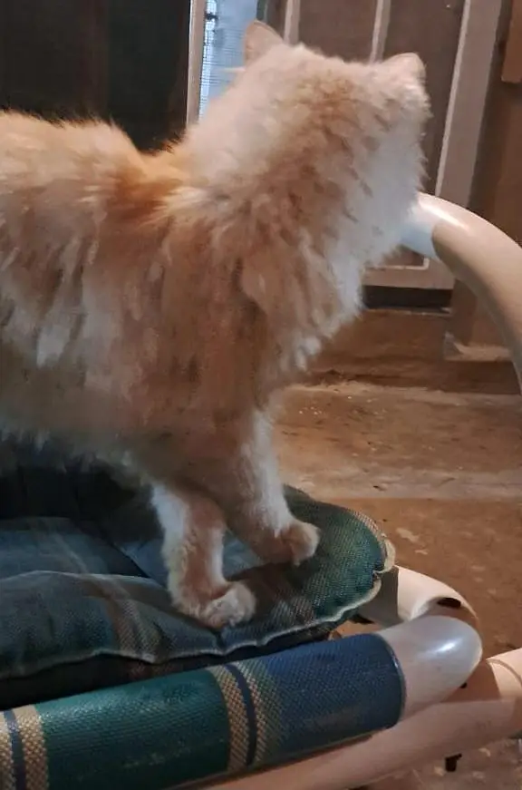 Pure White Punch Face Triple Coated Playful Persian Female Cat — photo 3
