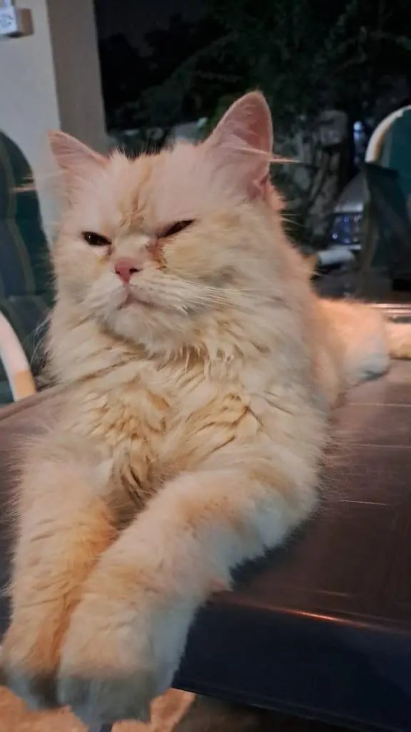 Pure White Punch Face Triple Coated Playful Persian Female Cat — photo 4