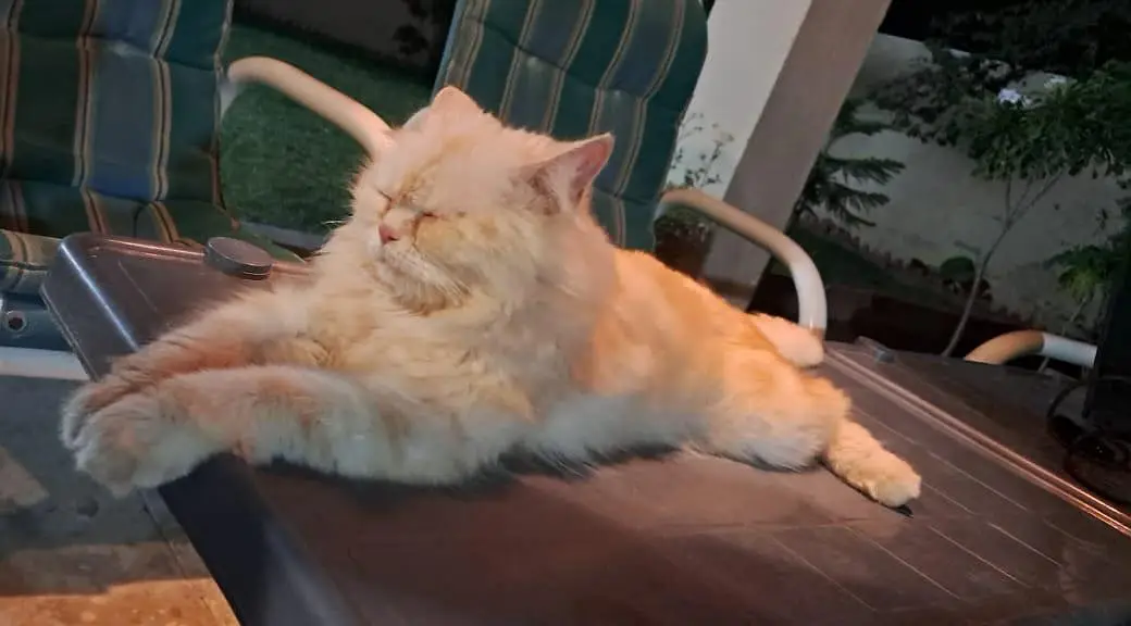 Pure White Punch Face Triple Coated Playful Persian Female Cat — photo 5
