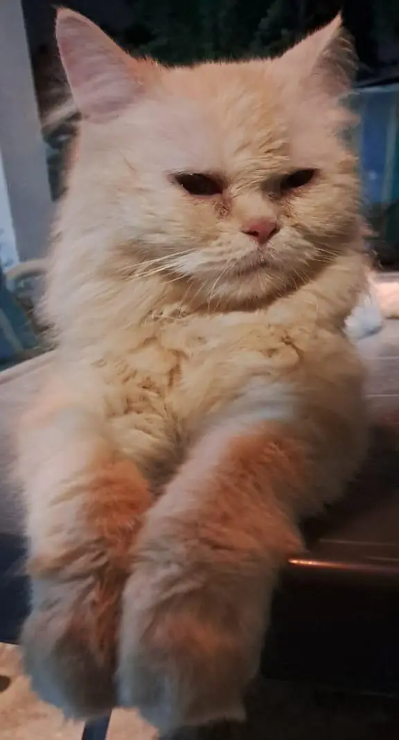Pure White Punch Face Triple Coated Playful Persian Female Cat — photo 6