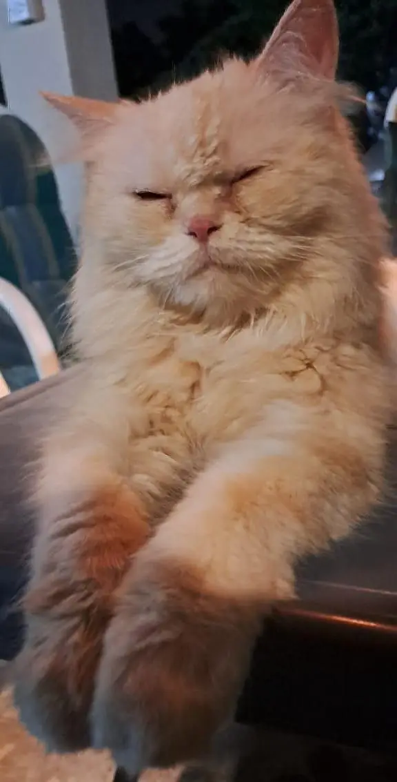 Pure White Punch Face Triple Coated Playful Persian Female Cat — photo 7