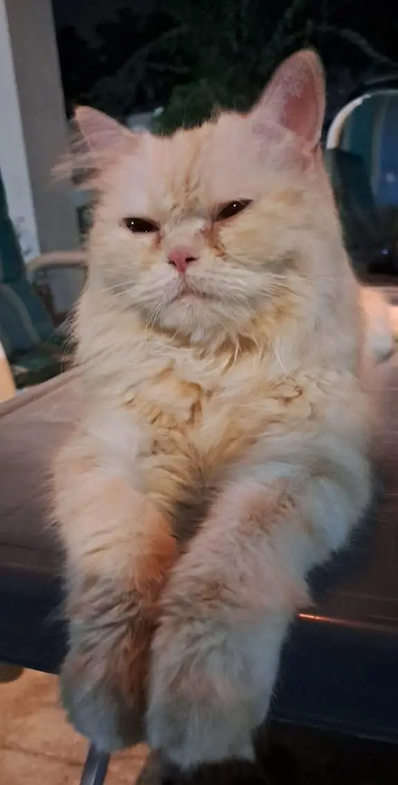 Pure White Punch Face Triple Coated Playful Persian Female Cat — photo 8