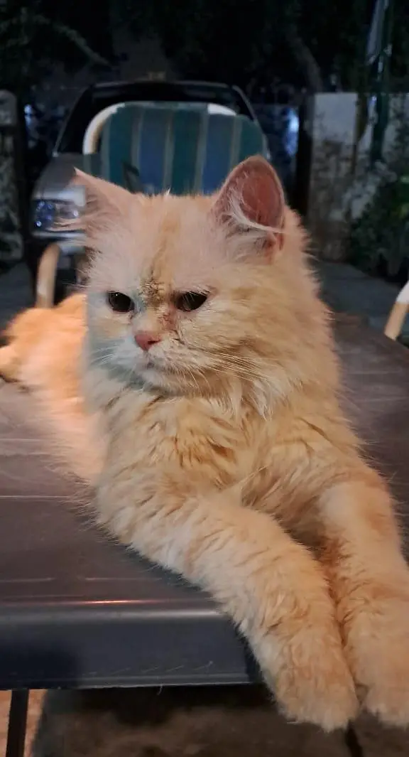 Pure White Punch Face Triple Coated Playful Persian Female Cat — photo 9