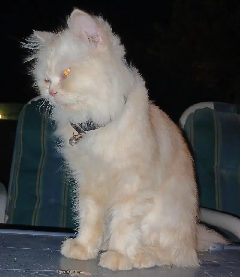 Pure White Punch Face Triple Coated Playful Persian Female Cat — photo 10