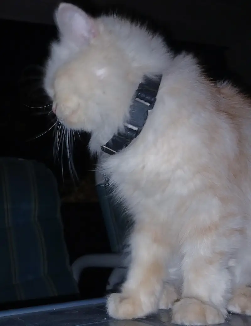 Pure White Punch Face Triple Coated Playful Persian Female Cat — photo 11