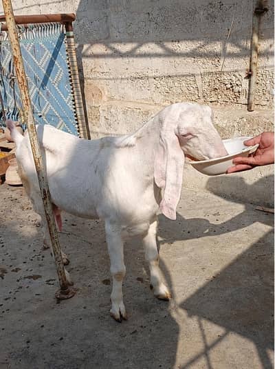 Rajanpuri Bakri for sale