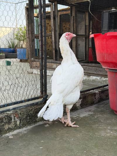 paper white heera pair