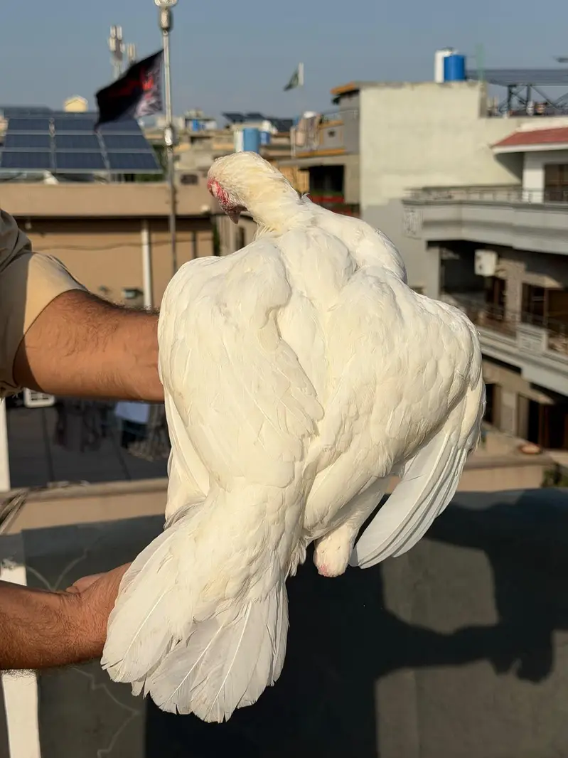 paper white heera pair — photo 3