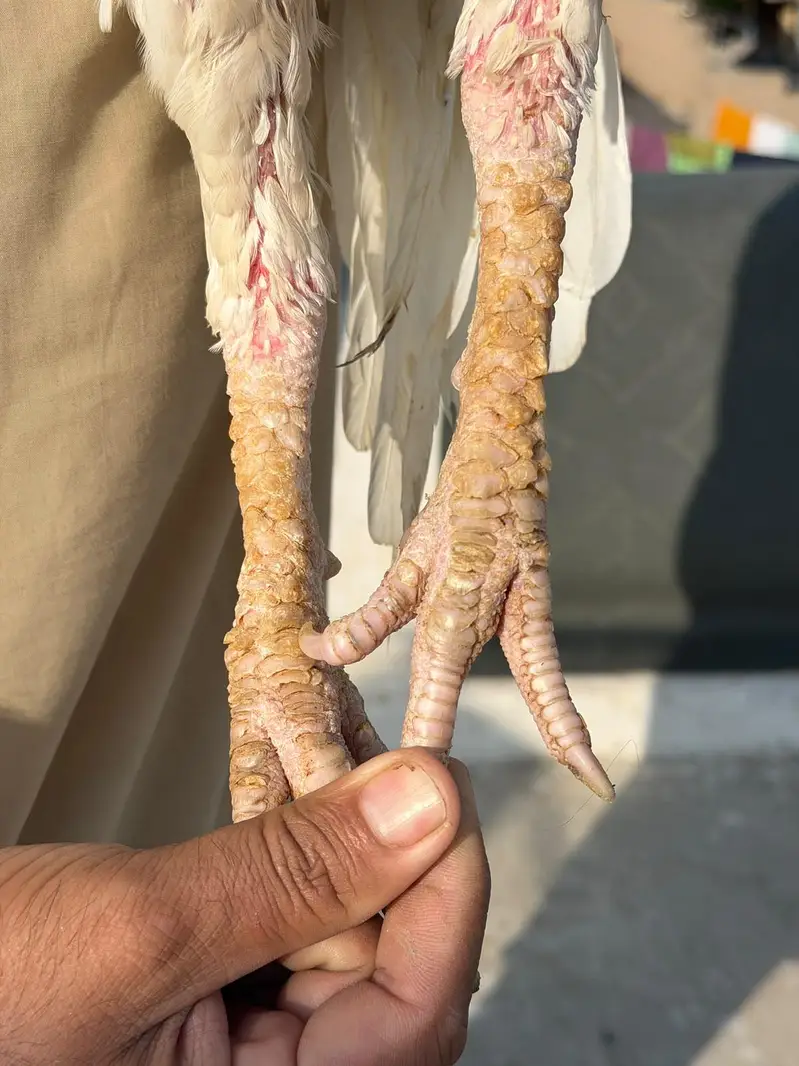 paper white heera pair — photo 5