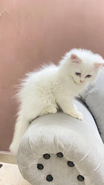 good litter train,blue eyes female kitten piki face