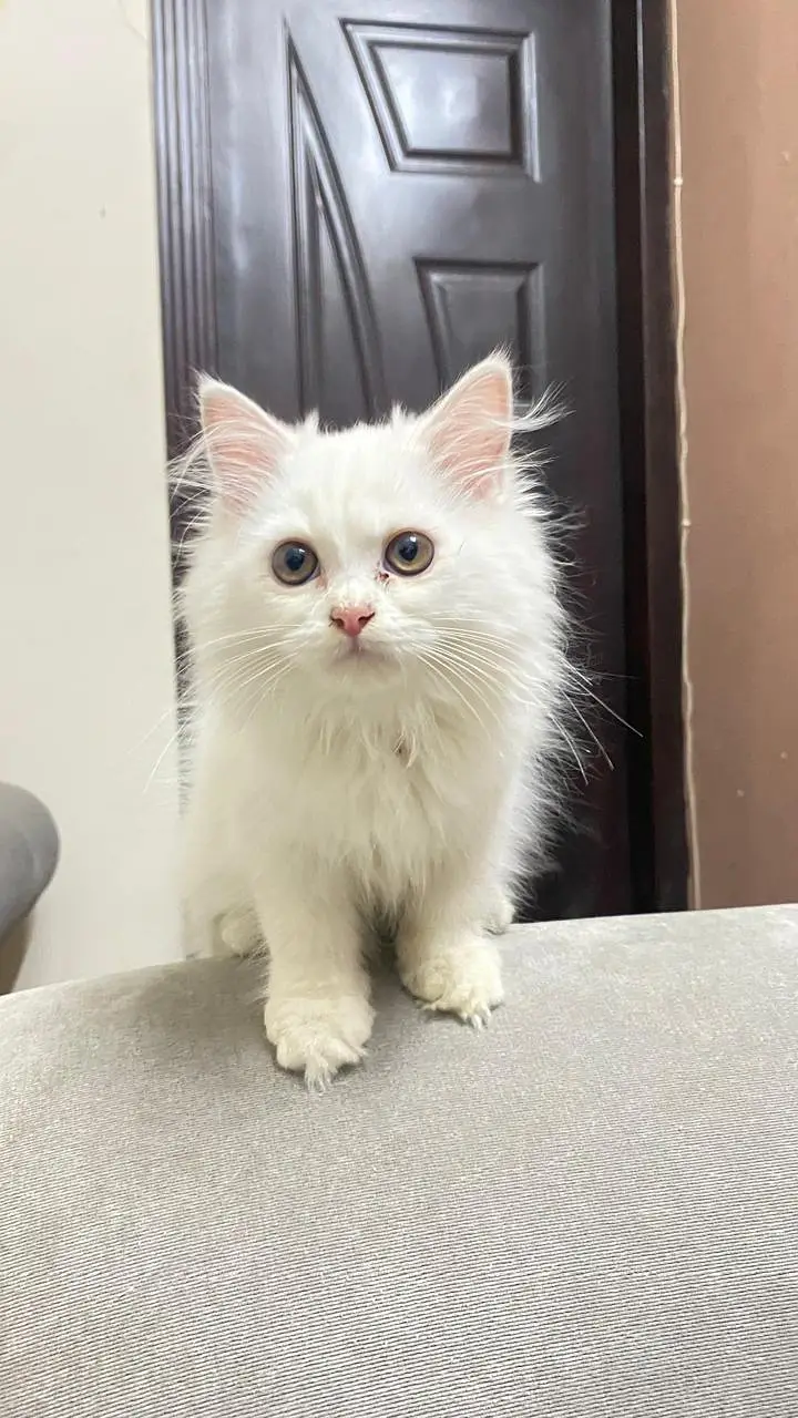 good litter train,blue eyes female kitten piki face — photo 2