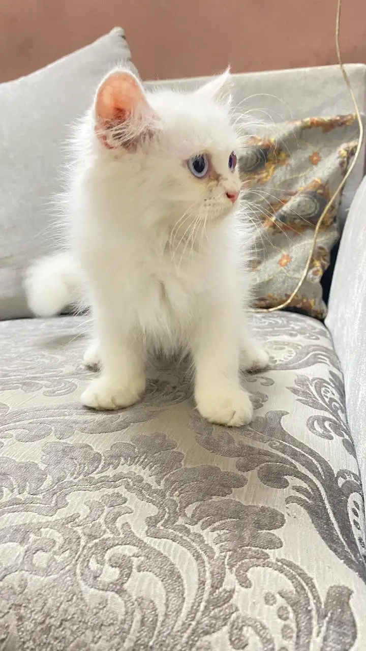 good litter train,blue eyes female kitten piki face — photo 3