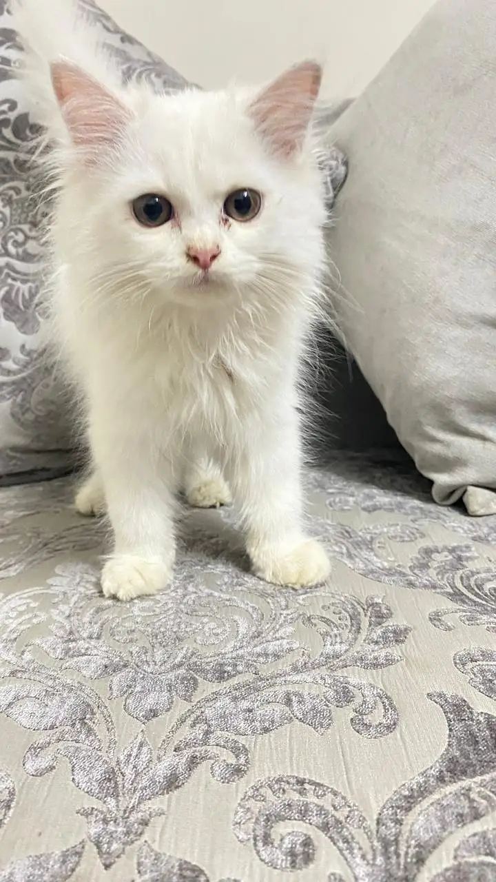 good litter train,blue eyes female kitten piki face — photo 7