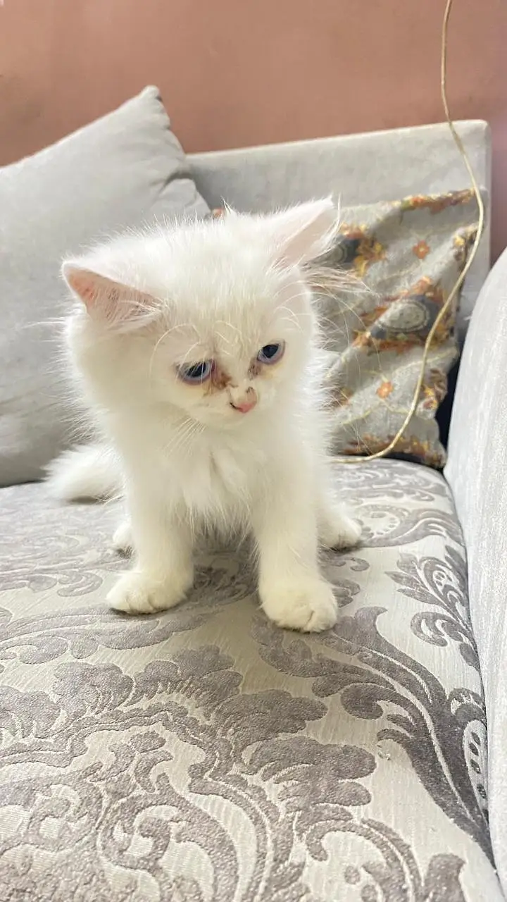 good litter train,blue eyes female kitten piki face — photo 8